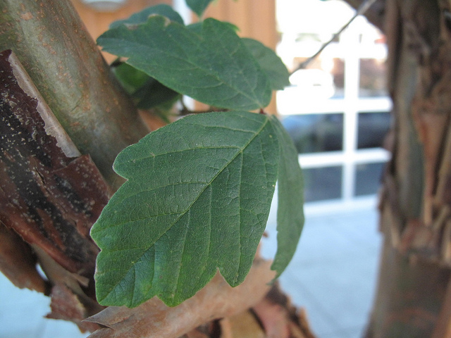 érable à écorce de papier