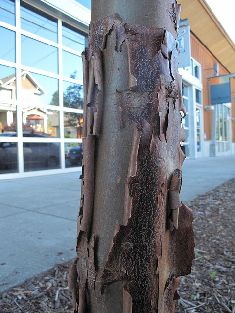 érable à écorce de papier