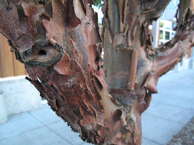 érable à écorce de papier