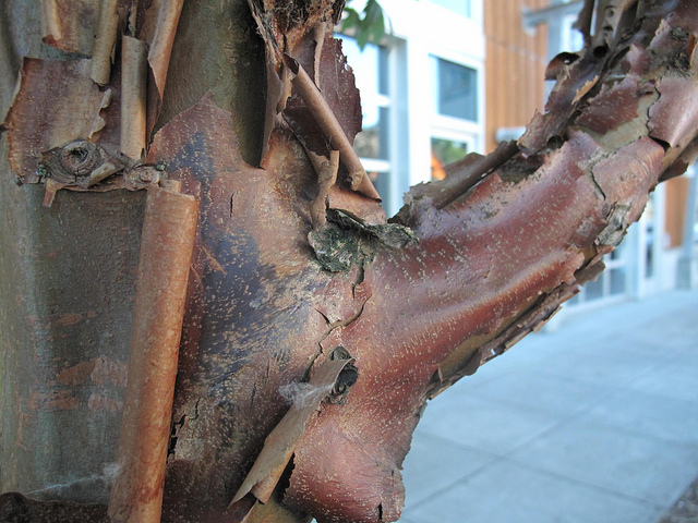 érable à écorce de papier