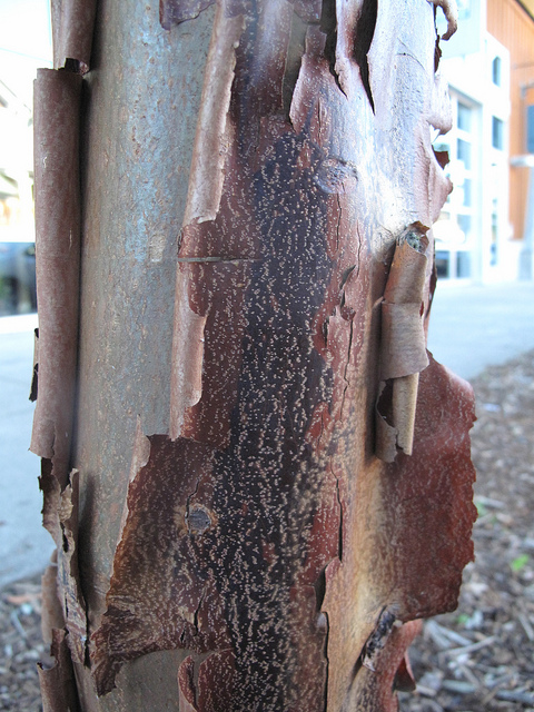 érable à écorce de papier