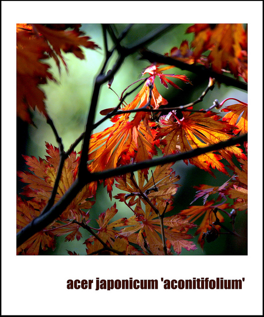 érable du japon