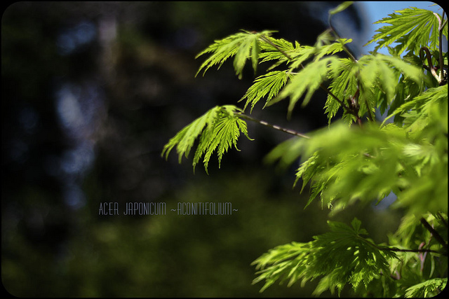 Érable du japon (Acer japonicum)