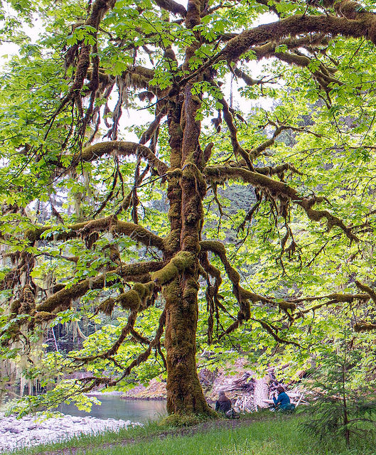 Acer macrophyllum