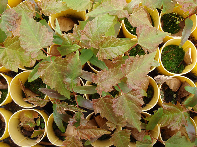Acer macrophyllum
