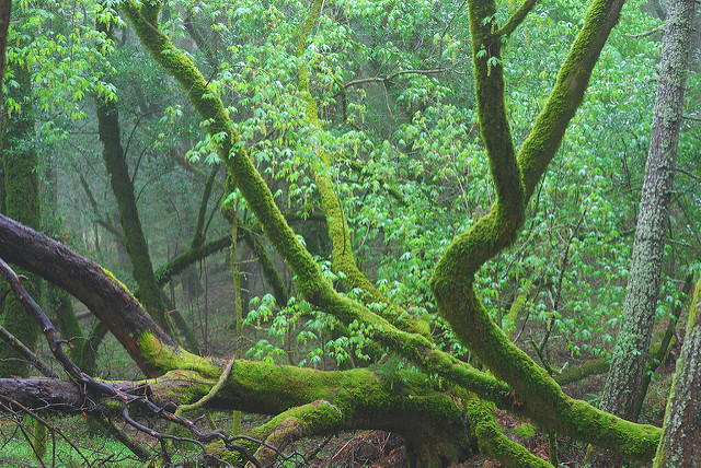 Acer macrophyllum