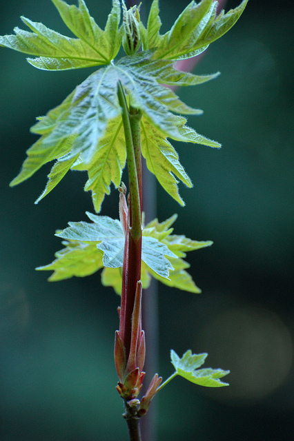 Acer macrophyllum