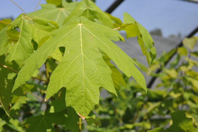 Acer macrophyllum (Acer macrophyllum)
