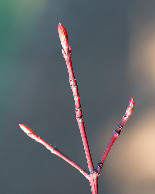 Acer micranthum (Acer micranthum)