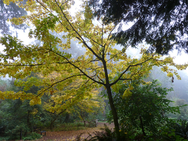 Érable de miyabe (Acer miyabei)