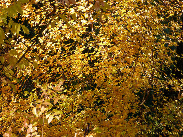 érable de montpellier