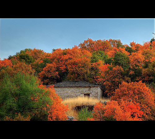 érable de montpellier
