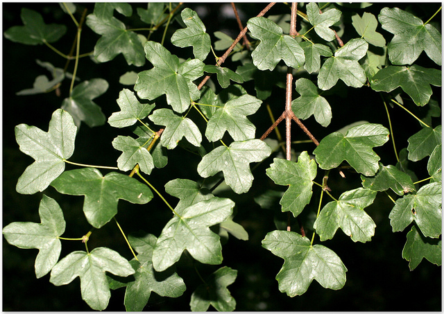 érable de montpellier