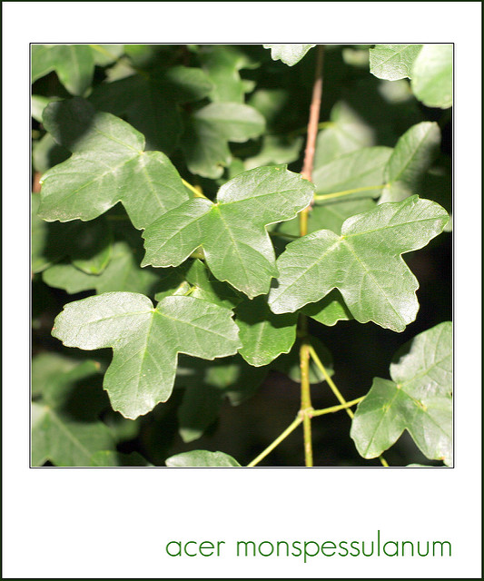 érable de montpellier
