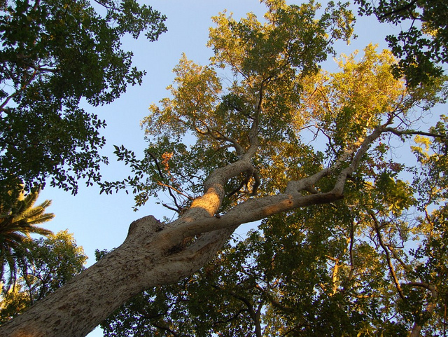 Acer oblongum (Acer oblongum)