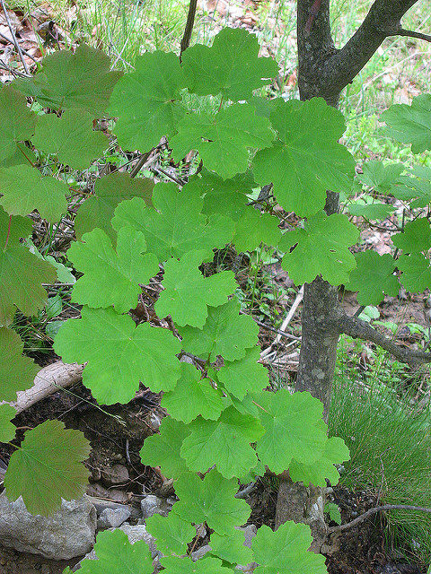Acer opalus