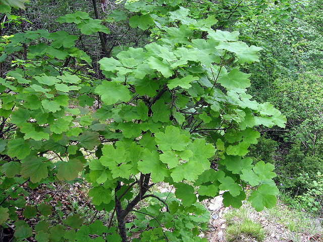 Acer opalus