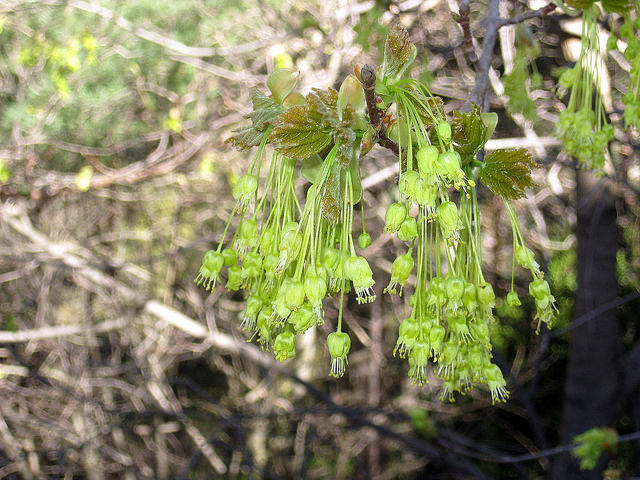 Acer opalus (Acer opalus)