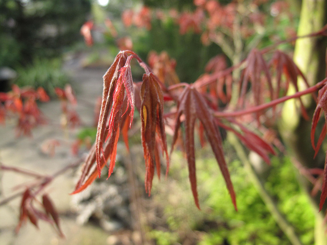 Érable du Japon (Acer palmatum)