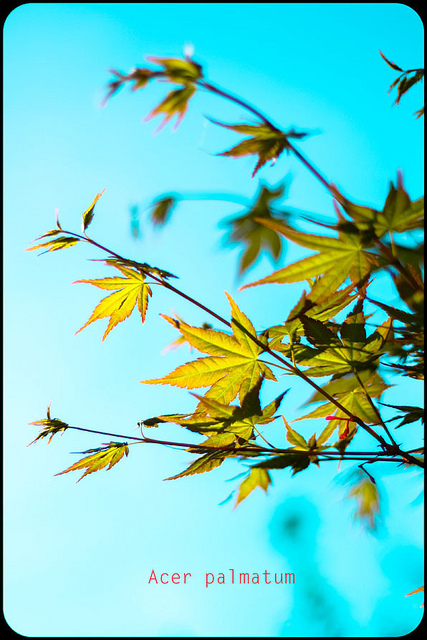 Érable du Japon