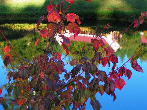 Acer pectinatum (Acer pectinatum)