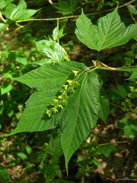 érable de pennsylvanie