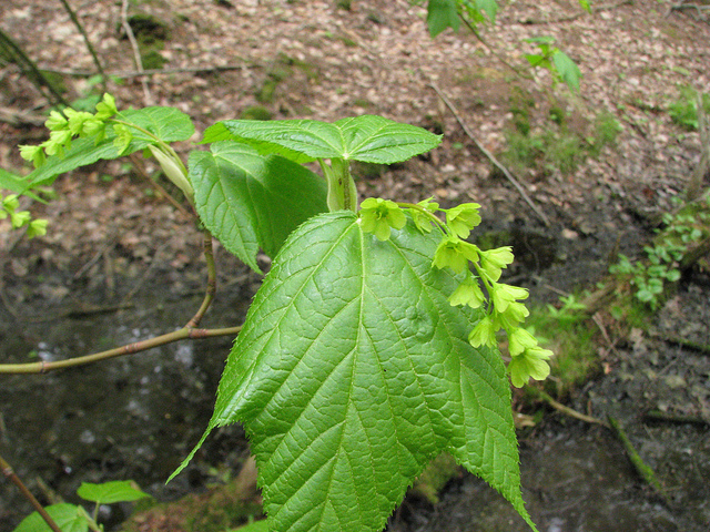 Érable de pennsylvanie (Acer pensylvanicum)