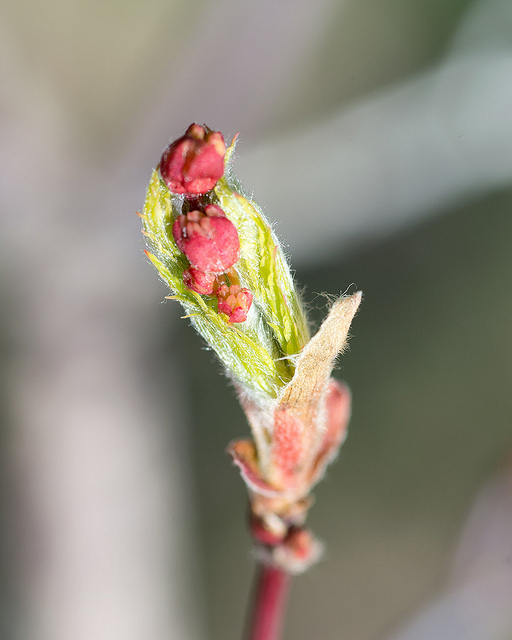 Acer pseudosieboldianum