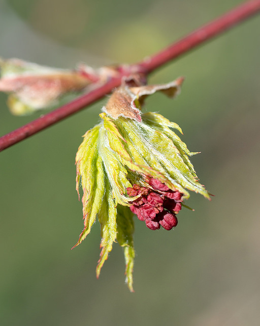 Acer pseudosieboldianum