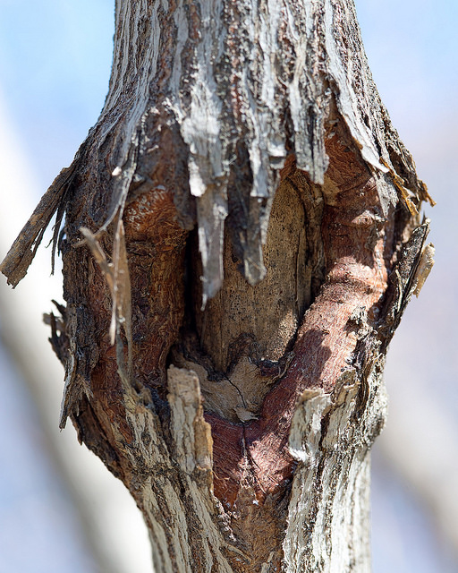 Acer pseudosieboldianum