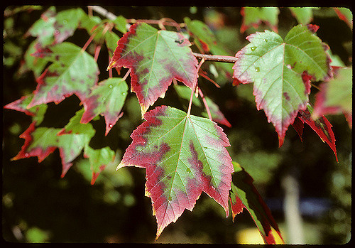 érable rouge