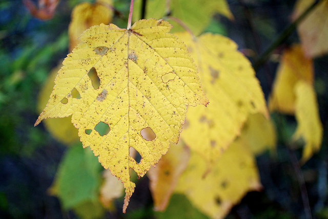 Érable jaspé de gris (Acer rufinerve)