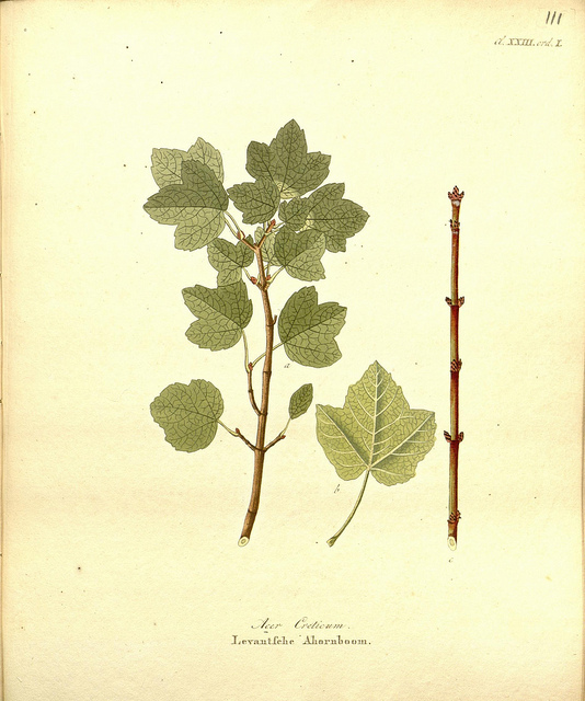 Érable de crète (Acer sempervirens)