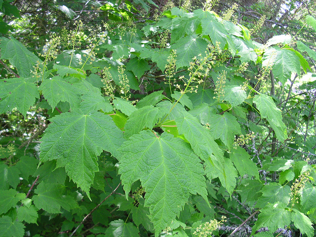 Plaine bâtarde (Acer spicatum)