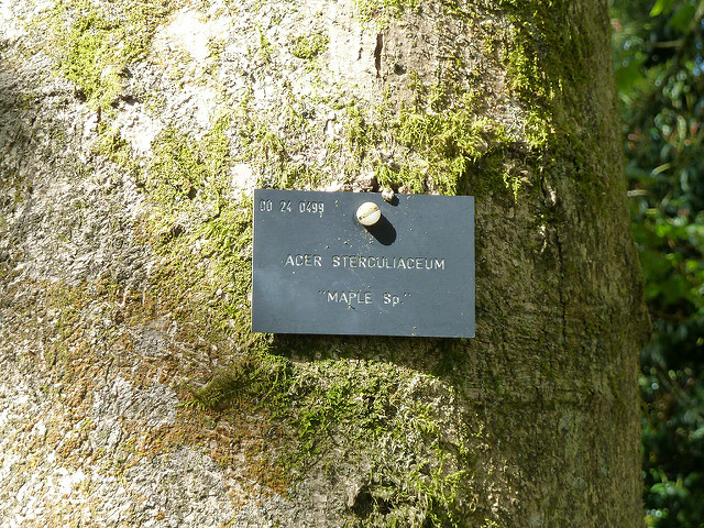 Acer sterculiaceum