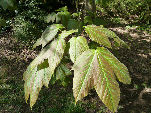 Acer sterculiaceum (Acer sterculiaceum)