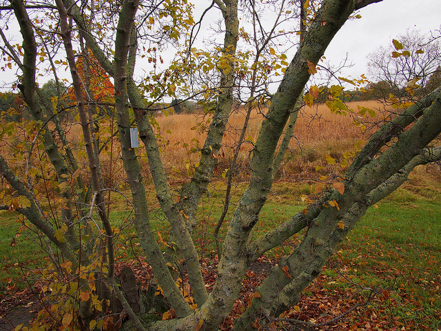 Érable de tartarie (Acer tataricum)