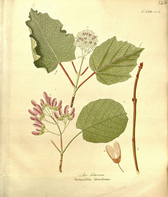 érable de tartarie
