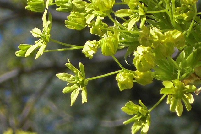 Érable (Acer truncatum)