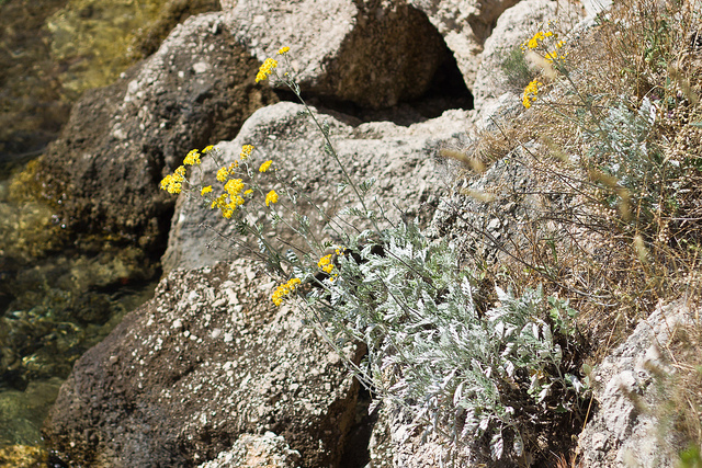 Achillea ageratifolia