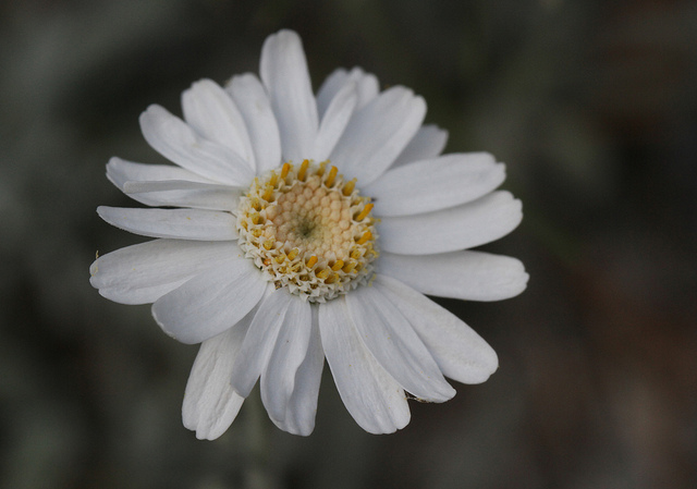 Achillea ageratifolia (Achillea ageratifolia)
