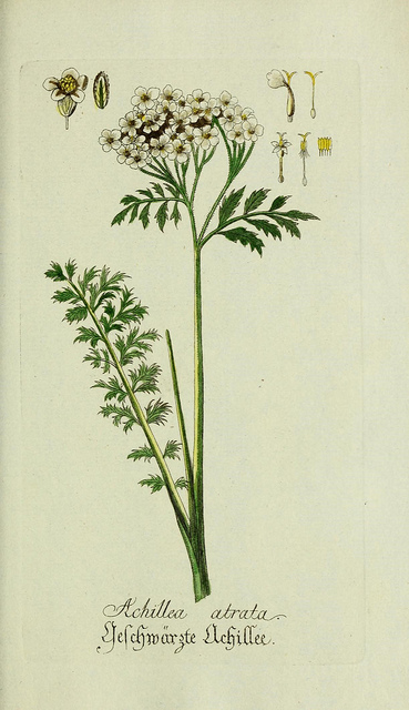 Achillée noirâtre (Achillea atrata)