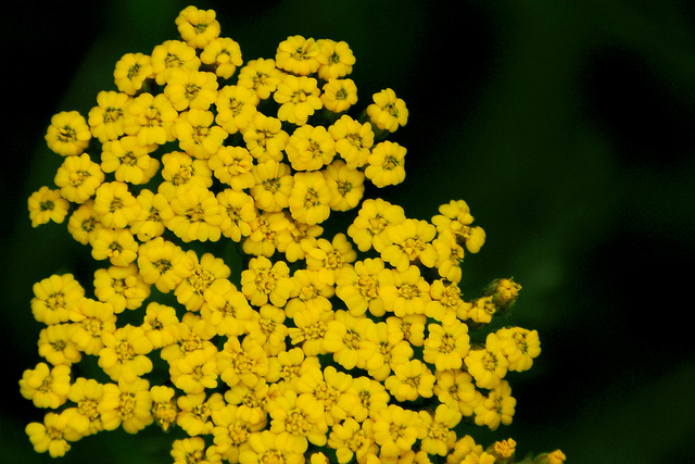 Achillea clypeolata (Achillea clypeolata)
