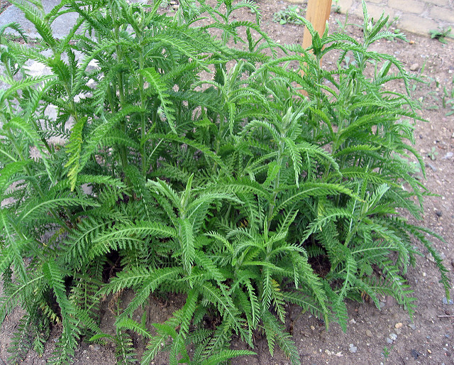 Achillée distante (Achillea distans)