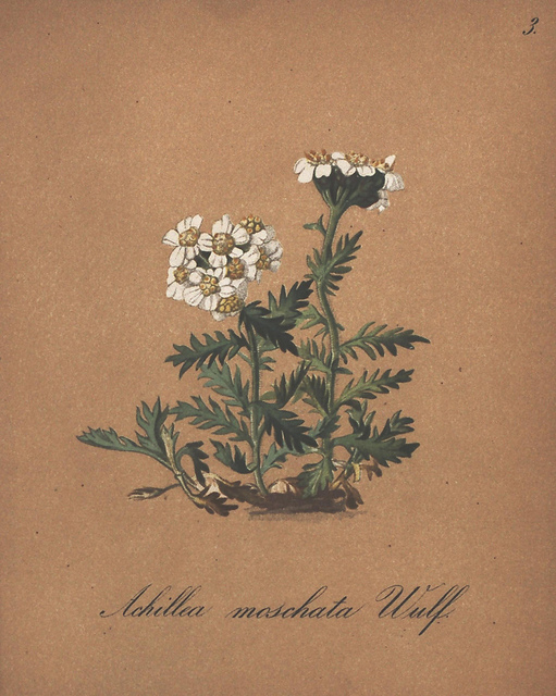 Achillée à feuilles simples