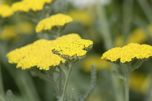 Achillée à feuilles de fougère