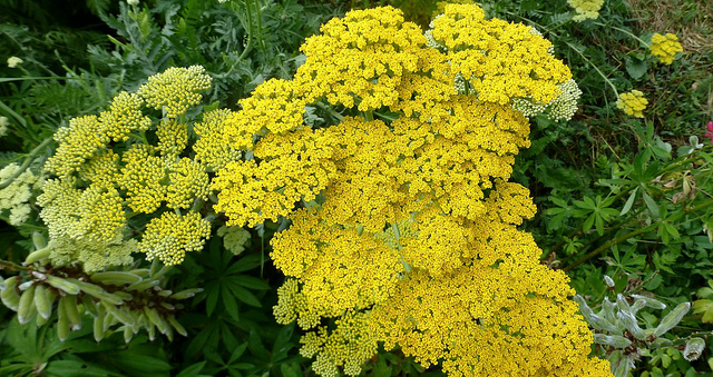 Achillée à feuilles de fougère (Achillea filipendulina)
