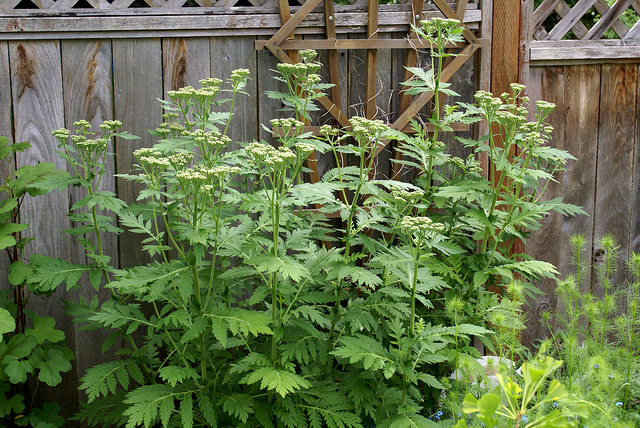 Achillée à grandes feuilles (Achillea macrophylla)