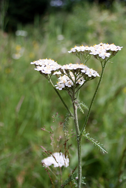 Achillée millefeuille