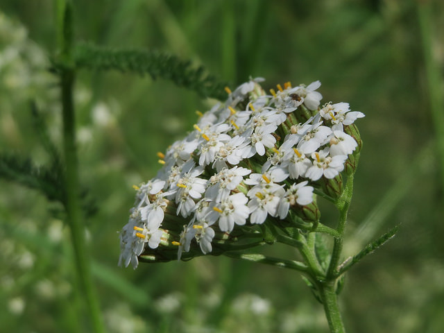 Achillée millefeuille